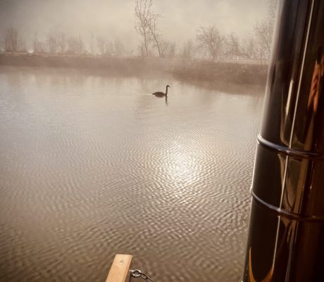 Ein Schwan auf der Donau bei Nebel